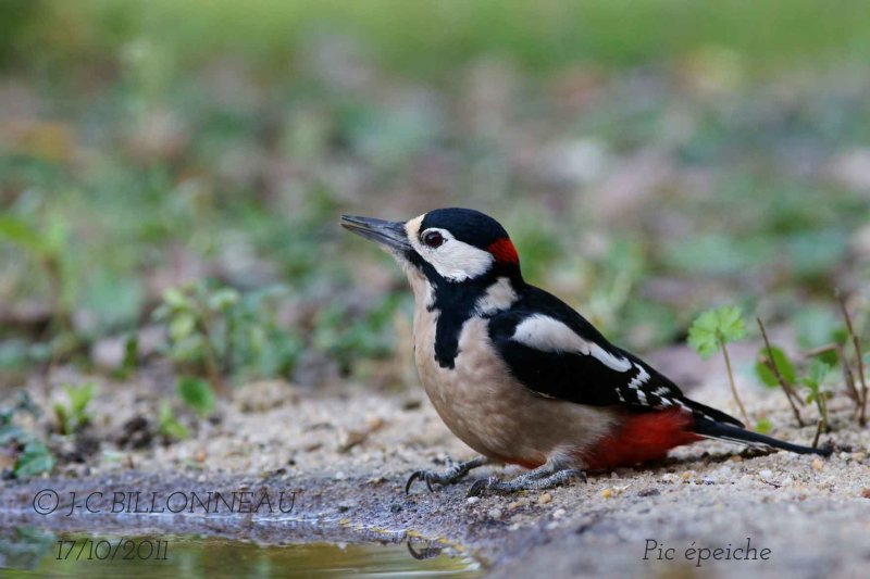 019 Great Spotted Woodpecker.jpg