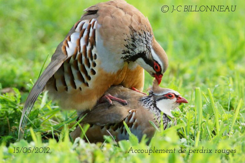 045-Red-legged-Partridge.jpg