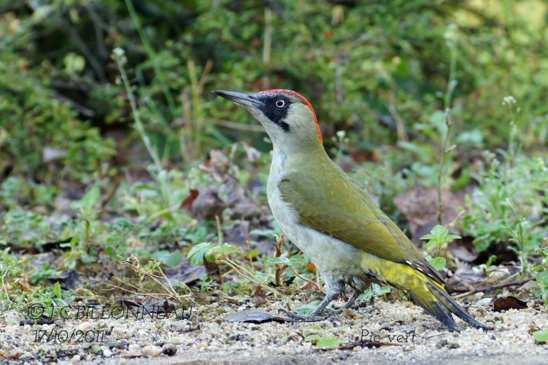056 European Green Woodpecker.jpg