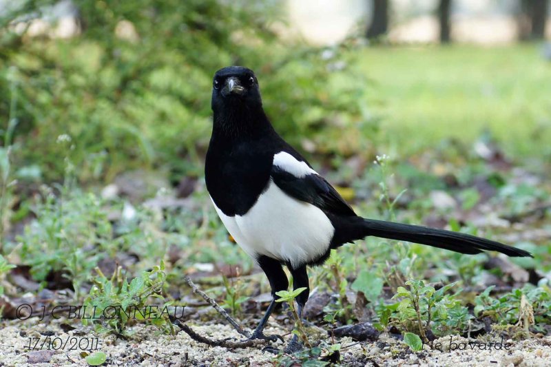 057 Eurasian Magpie.jpg