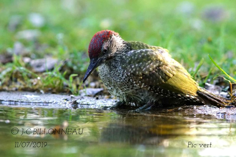 062 European Green Woodpecker.jpg