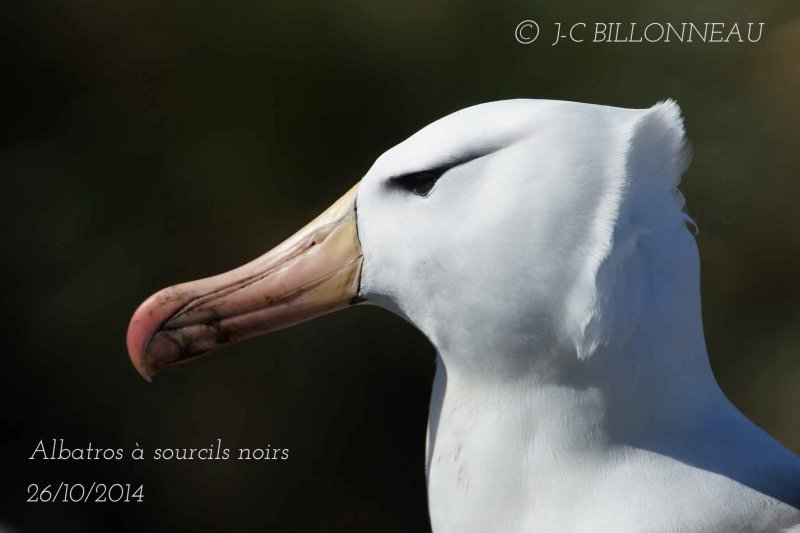 025-Albatros-à-sourcils-noi.jpg