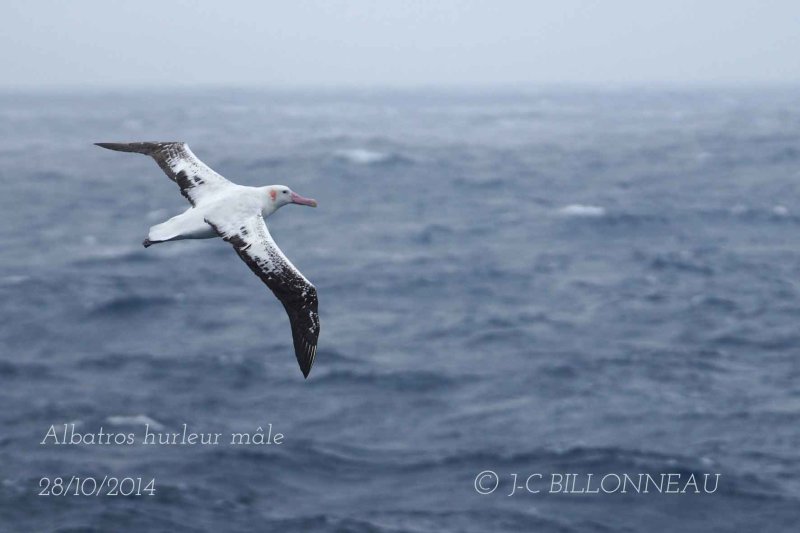 050 Wandering Albatross.jpg