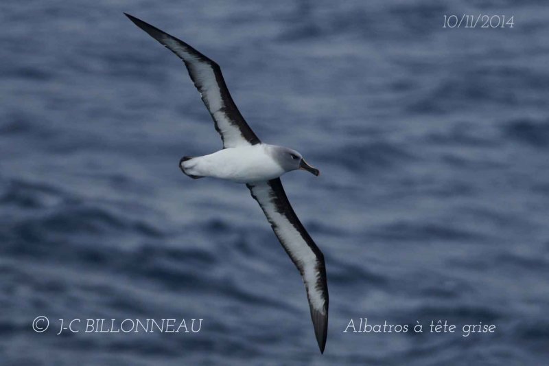 194-Albatros--tte-grise.jpg