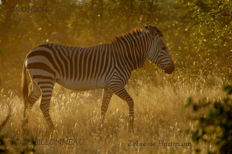 156-Parc-d'Etosha.jpg