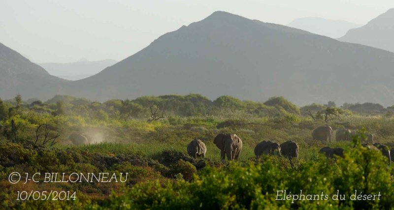 308-Eléphants du désert.jpg
