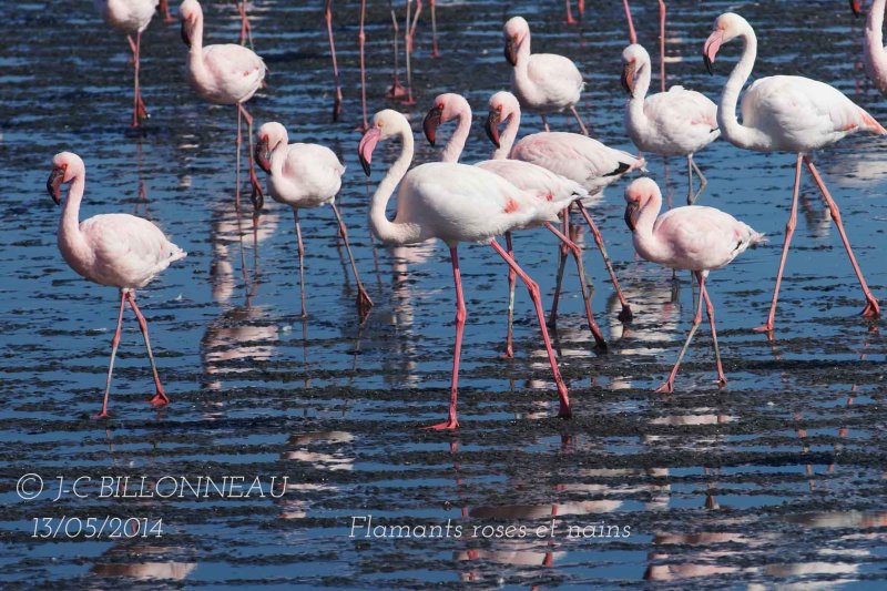 373-Lesser Flamingo and Greater Flamingo.jpg