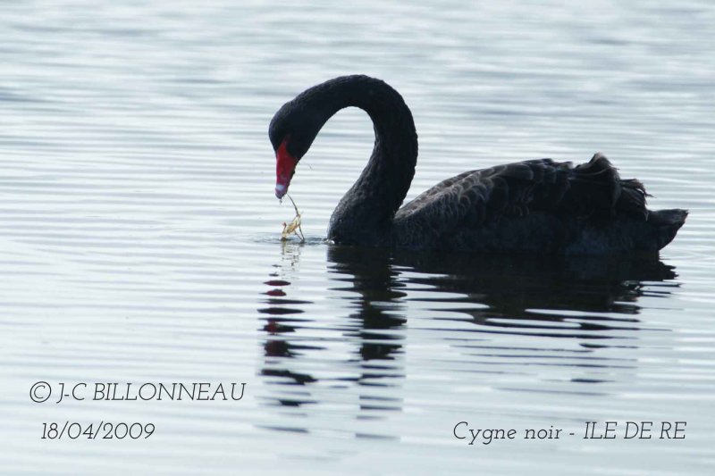 Black Swan.jpg