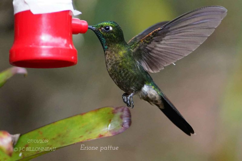 013 Glowing Puffleg.jpg