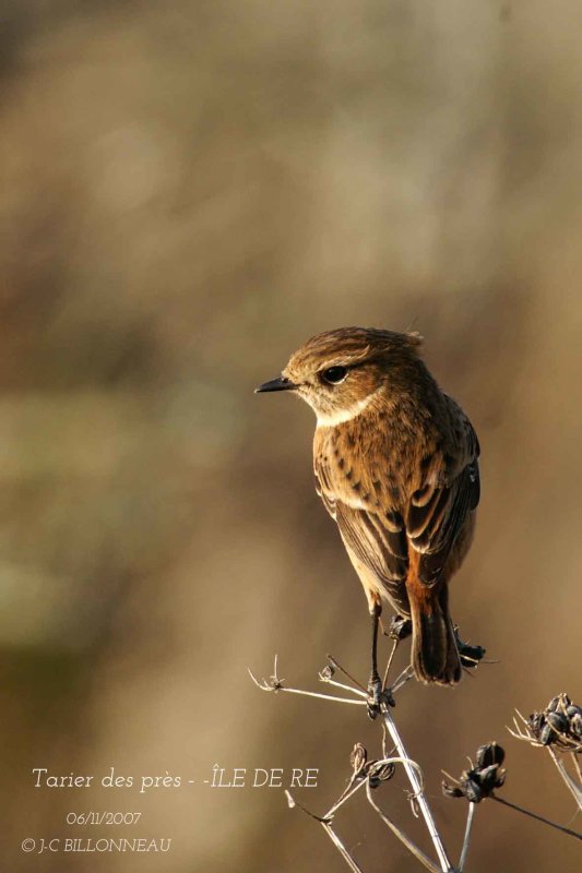 Whinchat.jpg