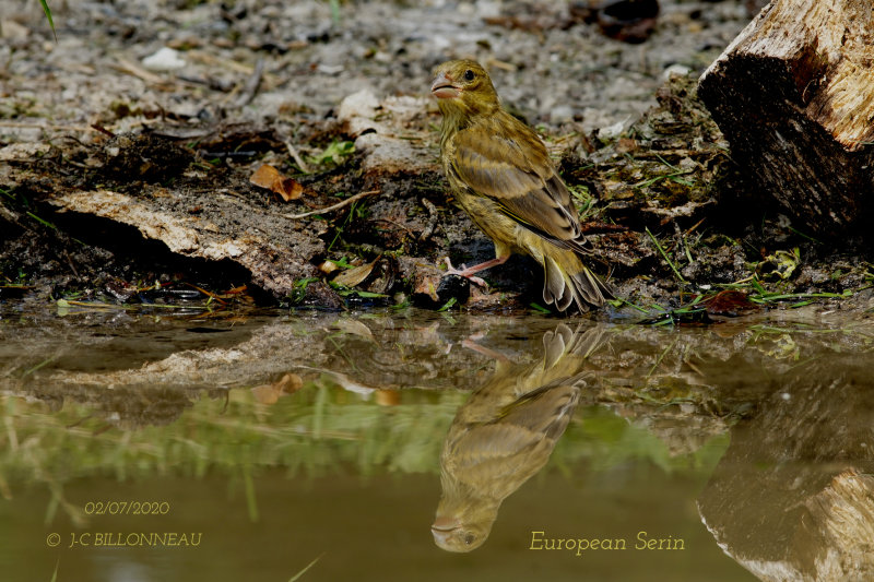 European Serin.JPG