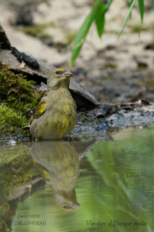 011 European Greenfinch male.jpg