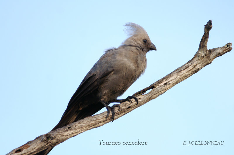 055 Touraco concolore, Grey Go-away-bird.jpg