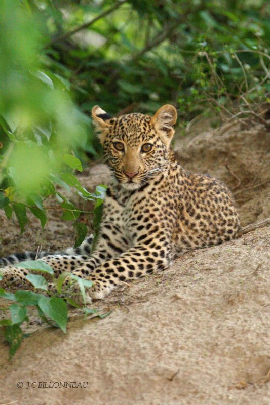097 Jeune léopard.jpg