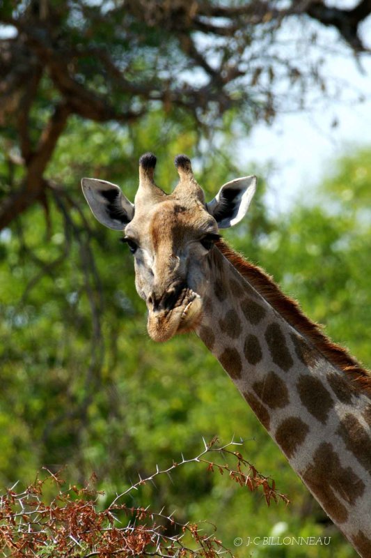 085 Girafe.jpg