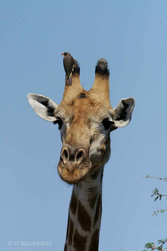 081.1 Girafe.jpg