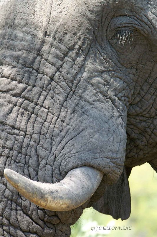 108 Éléphant d’Afrique.jpg