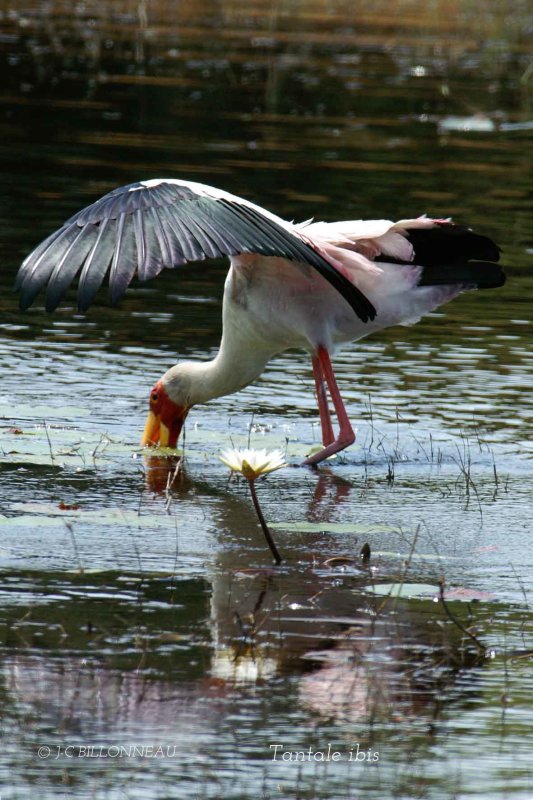 065.1 Tantale ibis,Yellow-billed Stork.jpg