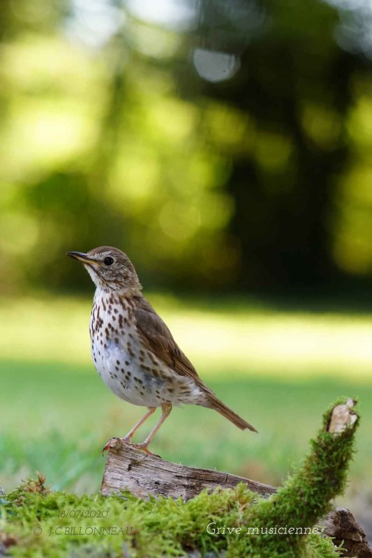 001-Song-Thrush.jpg