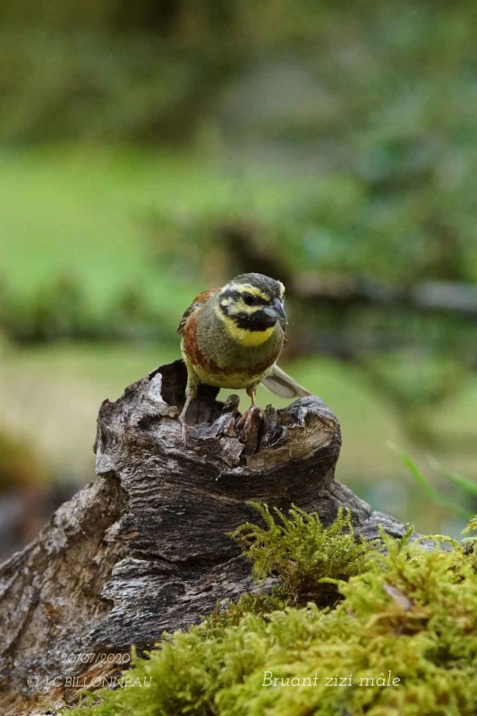 032 Cirl Bunting male.jpg