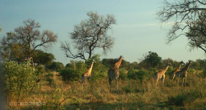 226 Girafes.jpg