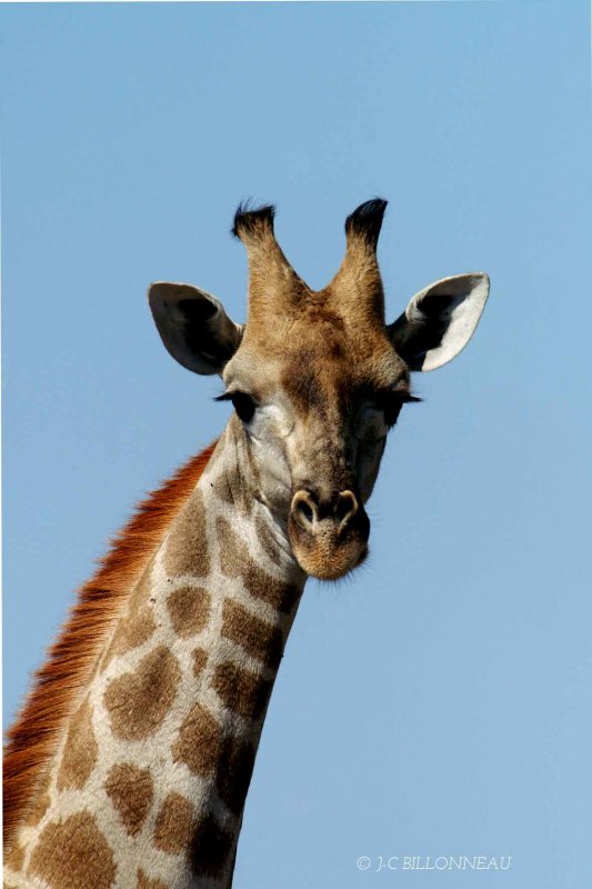 227 Girafe.jpg