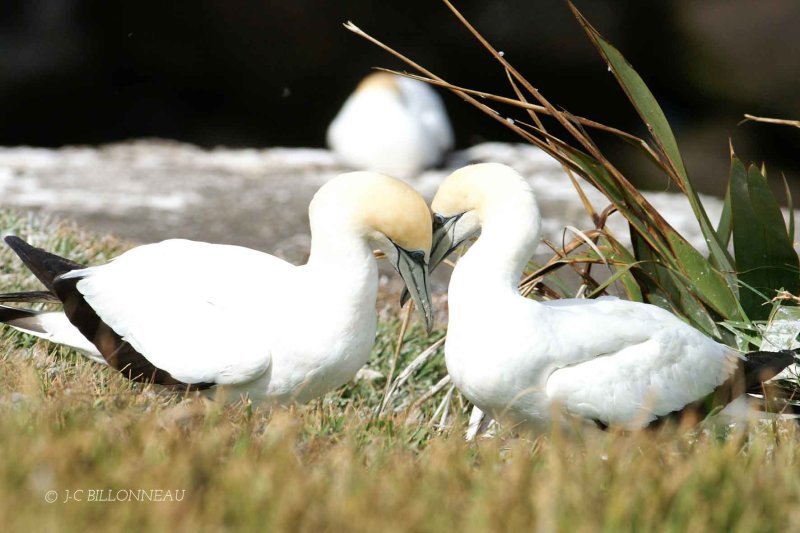 020-Fous du Cap.jpg