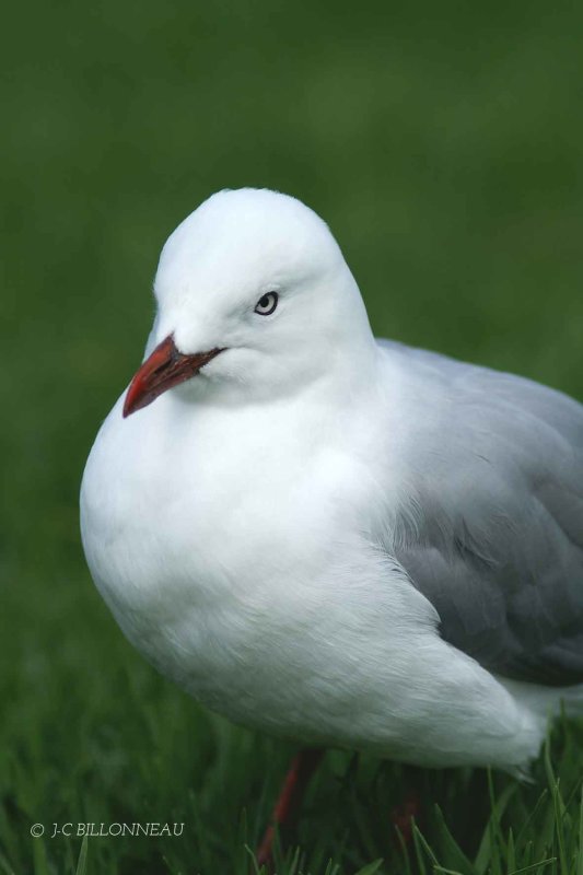 021-Mouette-argentée.jpg
