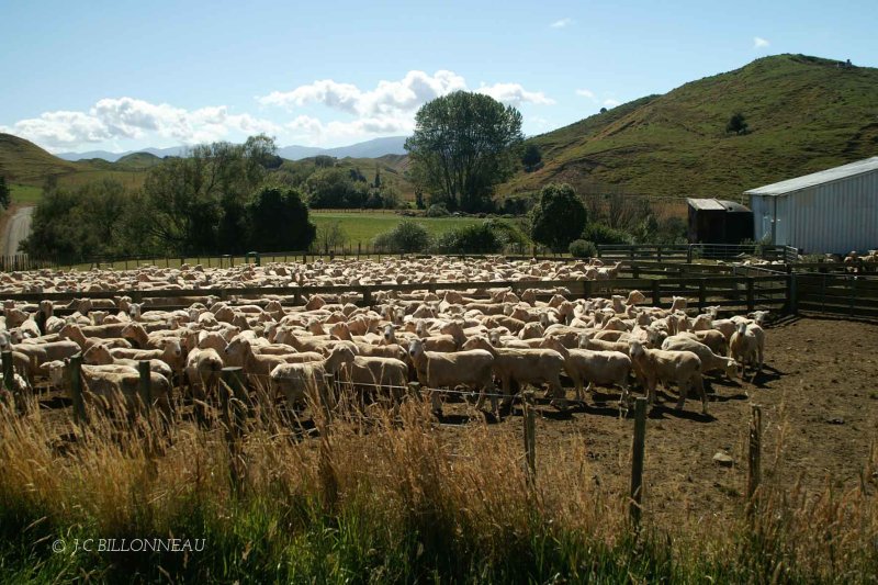 046-Nouvelle-Zélande.jpg