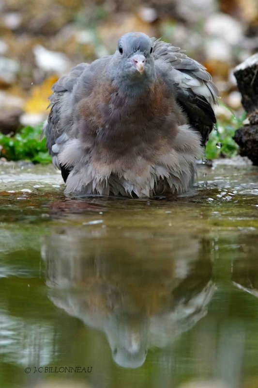 064 Common Wood Pigeon.jpg