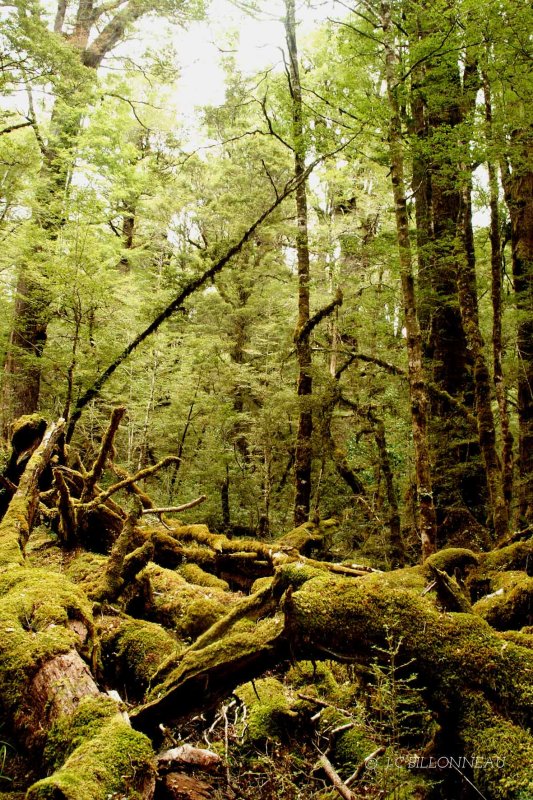078-Forêt-primaire.jpg