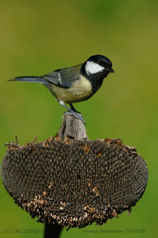 Great Tit .1.jpg