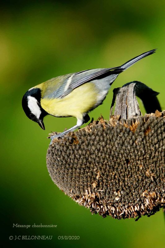 Great Tit .4.jpg