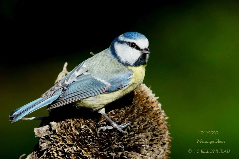 102 Eurasian Blue Tit.jpg