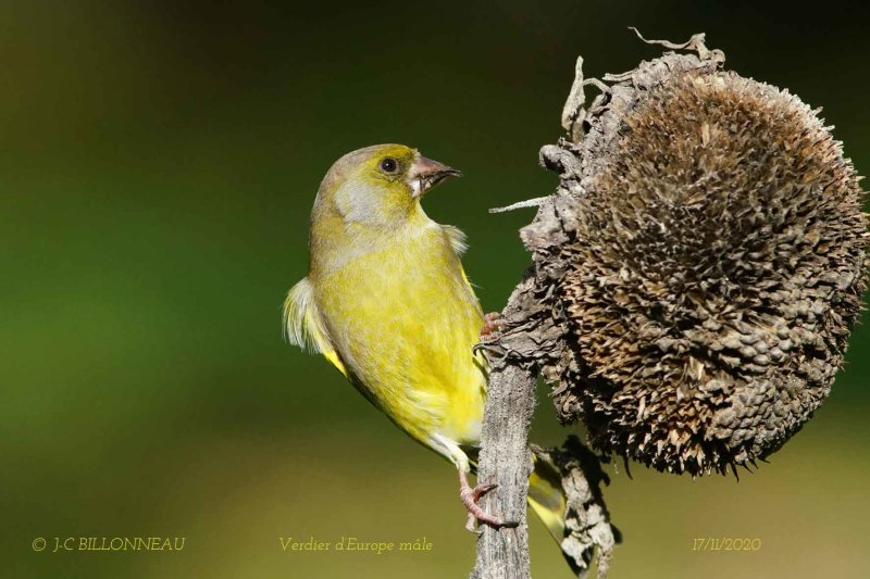 109 European Greenfinch male.jpg