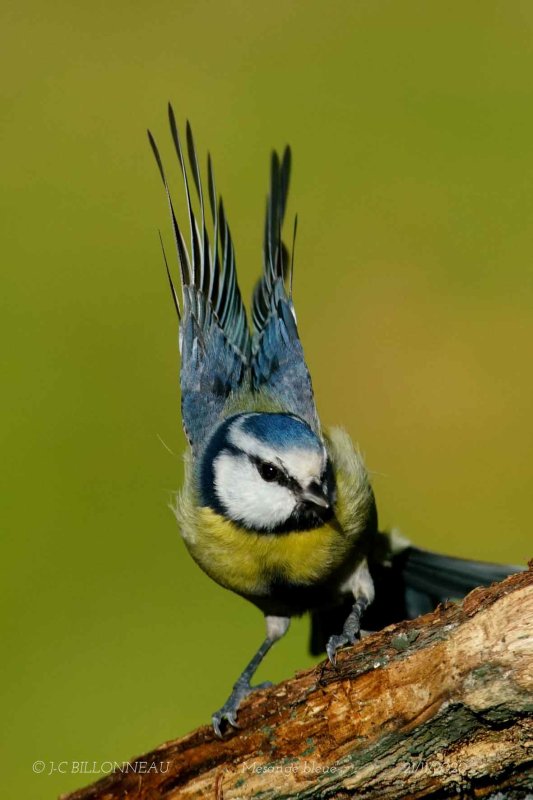 114 Eurasian Blue Tit.jpg