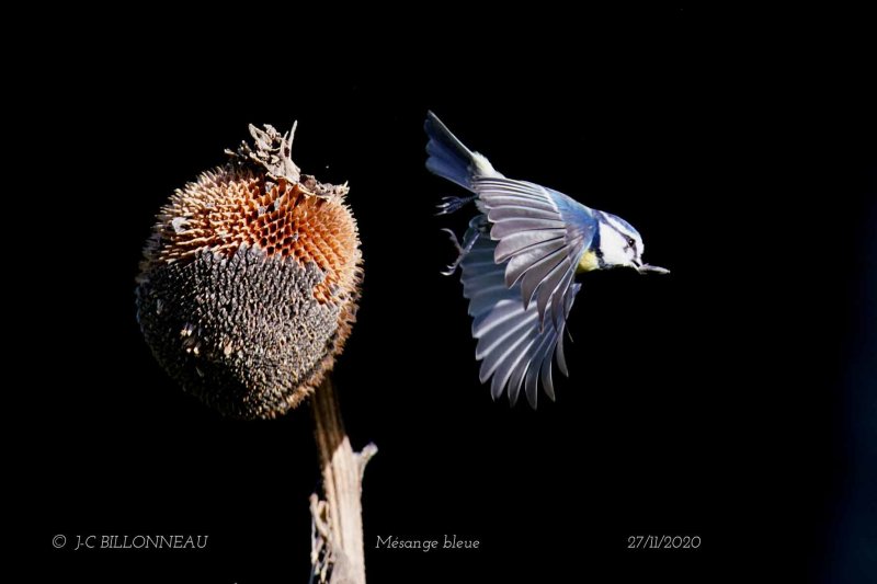 022 Eurasian Blue Tit.jpg