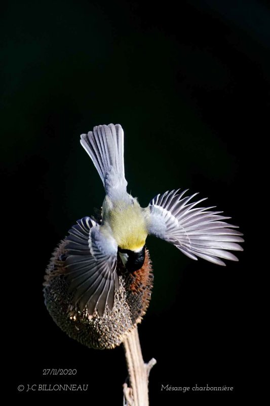 023 Great Tit.jpg