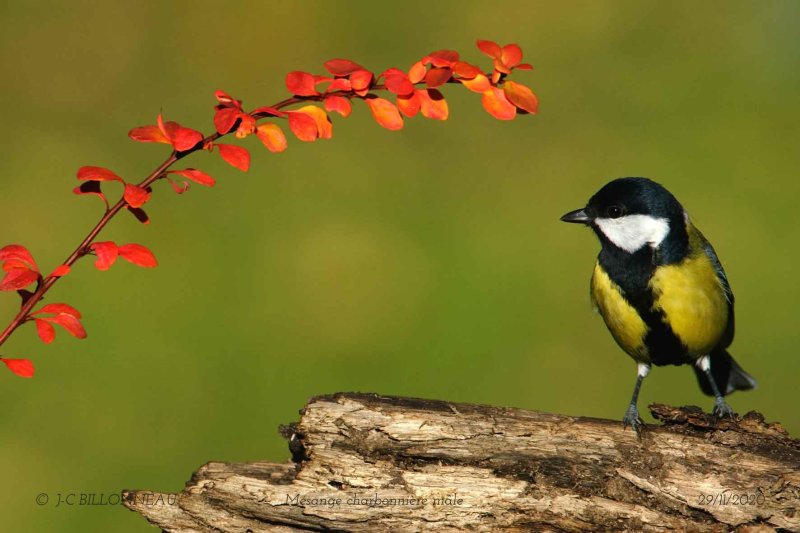 031 Great Tit male.jpg