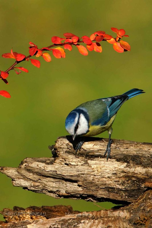 035 Eurasian Blue Tit.jpg