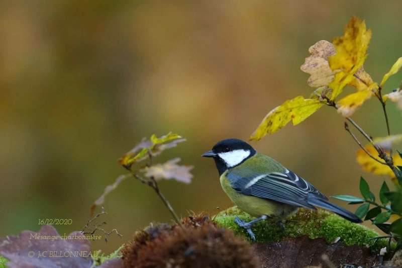 117 Great Tit.jpg