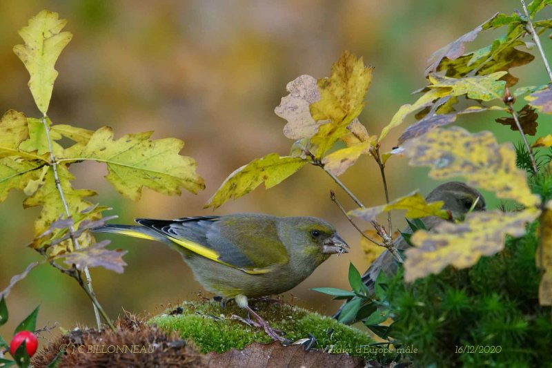 122 European Greenfinch male.jpg