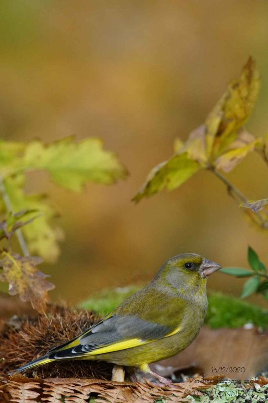 123 European Greenfinch male.jpg