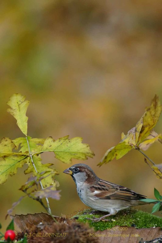 126 House Sparrow male.jpg