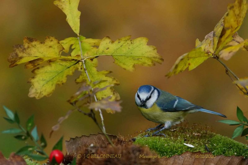 128 Eurasian Blue Tit.jpg