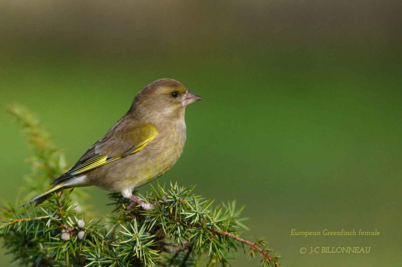 132 European Greenfinch female.jpg