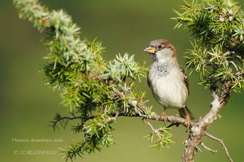 134 House Sparrow male.jpg