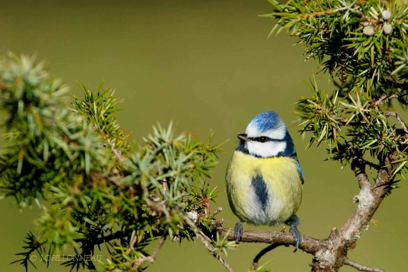 137-Mésange-bleue.jpg