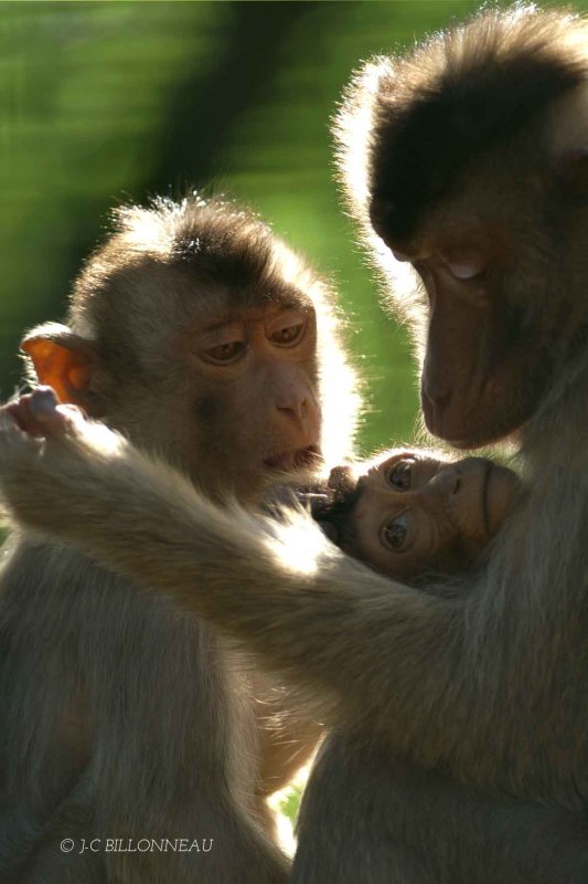 002 Zoo de La Palmyre FRANCE.jpg