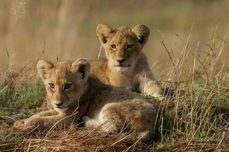 003 Lionceaux - BOTSWANA.jpg